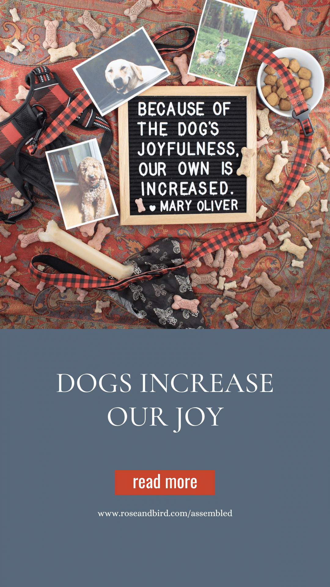 Dogs Increase Our Joy