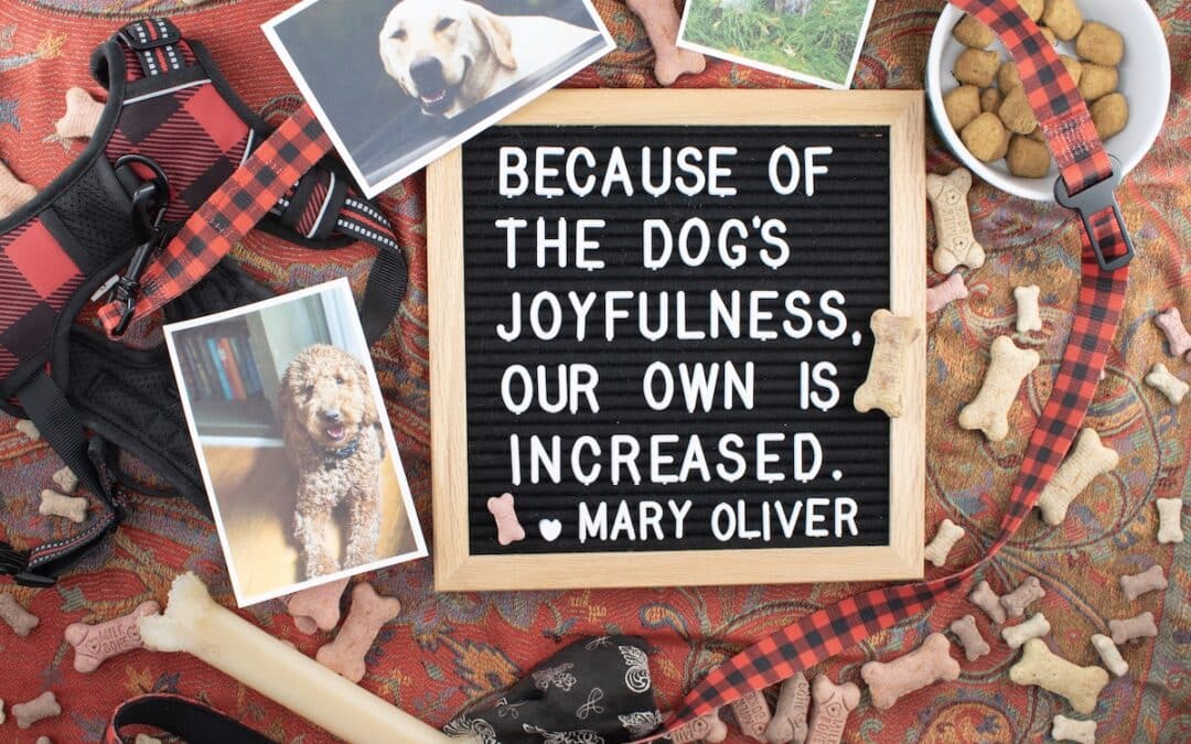 Dogs Increase Our Joy